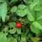 Wild strawberry