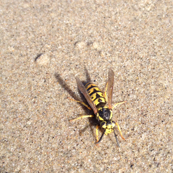 Western yellow jacket Project Noah