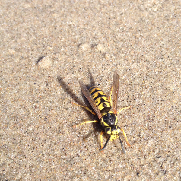 Western yellow jacket Project Noah