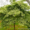 madroño or sálamo tree