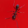 Black carpenter Ant