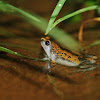 Triangular Spotted Frog