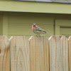 Male House Finch