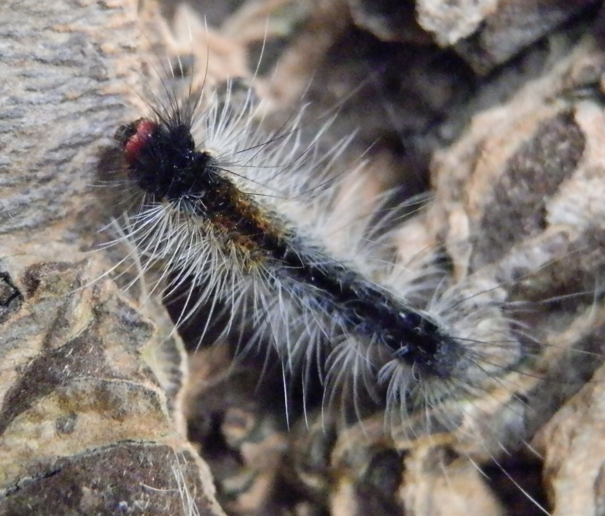 Hairy caterpillar -3