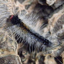 Hairy caterpillar -3