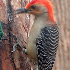 Red-Bellied Woodpecker