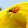 Spotless Ladybug Beetle