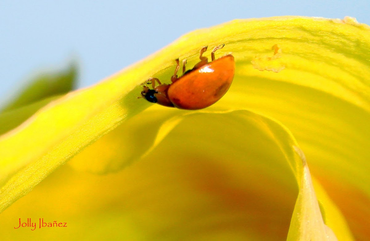 Spotless Ladybug Beetle