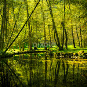 by Jadran Korać - Landscapes Forests