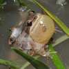 Boreal chorus frog (male)