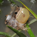 Boreal chorus frog (male)