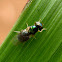 Pygmy Soldier Fly