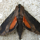 Cramer's Sphinx Moth