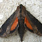 Cramer's Sphinx Moth