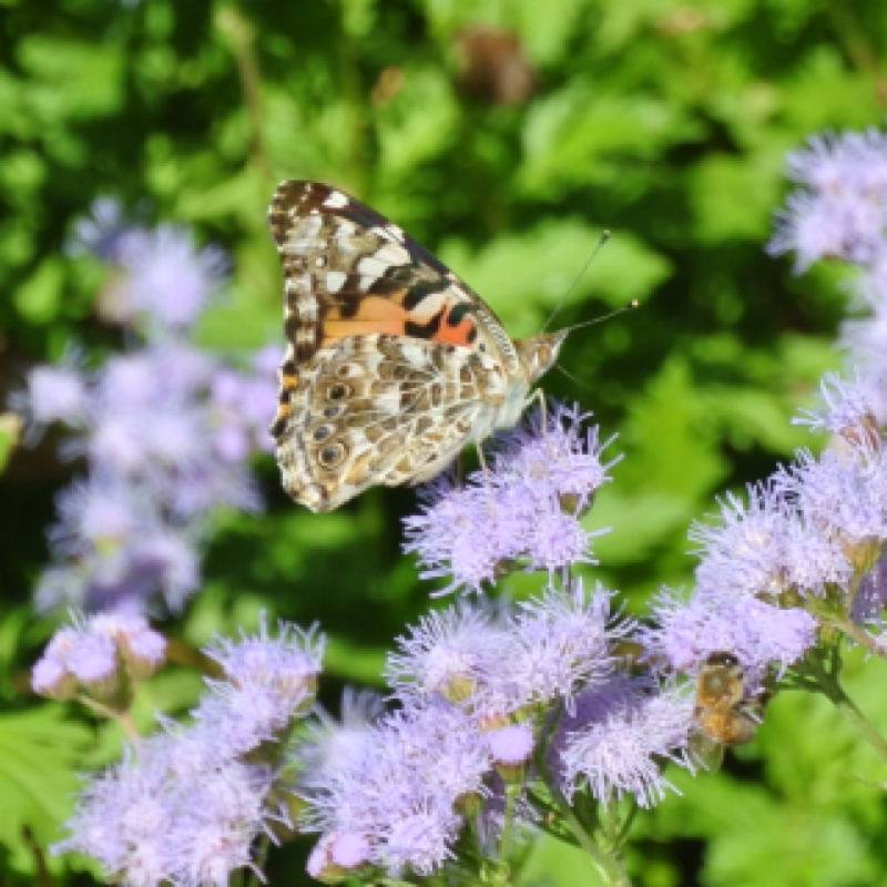 Painted Lady Project Noah