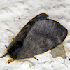 Hylesia moth