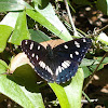 Southern White Admiral Butterfly / Plavi admiral