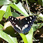 Southern White Admiral Butterfly / Plavi admiral