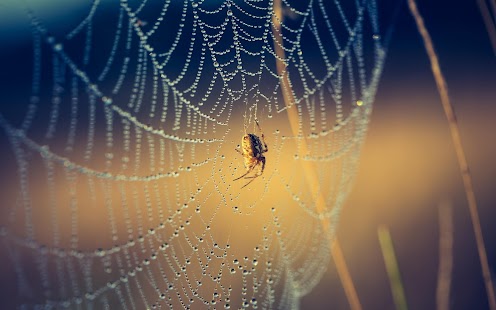 Spider Wallpaper Screenshots 2