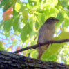 House Sparrow -Female