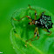 spiny giraffe weevil / Leaf-rolling weevil