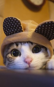 かわいい動物のライブ壁紙 Androidアプリ Applion