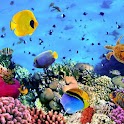 Finding Nemo puzzle