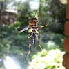 Unknown Red wasp