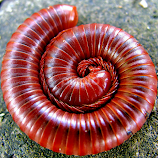 || Red Circle || by Wahyu Jr. Abadi -  