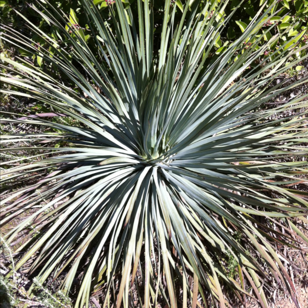 Chaparral Yucca