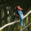 White-Throated Kingfisher