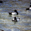 Lesser Scaup