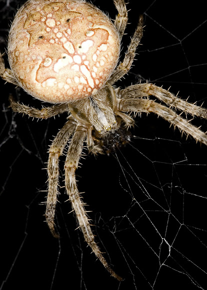 European garden spider | Project Noah