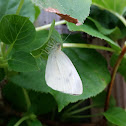 Cabbage White