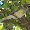 Australasian (Yellow) Figbird (Imm.)