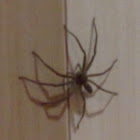 Huntsman Spider