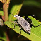 Ashgray Blister Beetle
