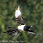 Magpie