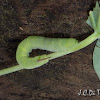 Sphingid Caterpillar