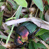 Rainbow Scarab