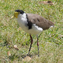 Masked Lapwing ( Eastern form)