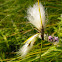 Common Cottongrass, uskolisna suhoperka