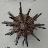 Slate Pencil Urchin