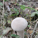 Parelstuifzwam, Common Puffball