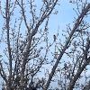 Rose-breasted Grosbeak