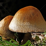Two toadstools by Michael Moore -  