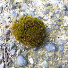 Common Moss