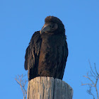 Black vulture (juvenile)