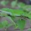 Green Anole