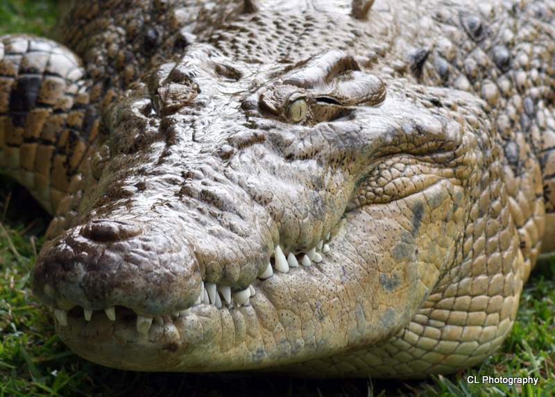 Salty (Saltwater or Estuarine Crocodile)